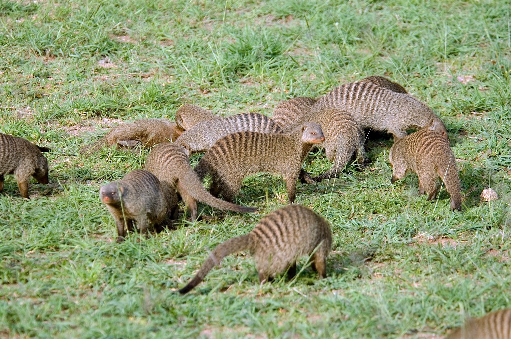 Serengeti Banded Mongoose03.jpg - Banded Mongoose (Mungus mongo), Serengeti N.P. Tanzania March 2006